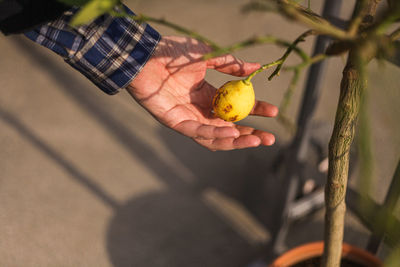 Cropped hand holding fruit