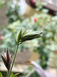 Close-up of flowering plant