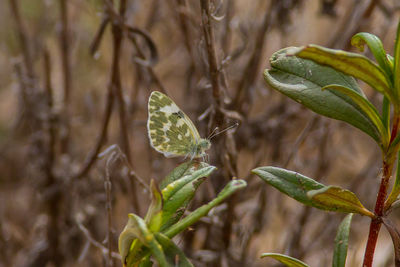 Close-up of plant against blurred background