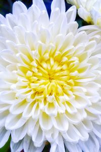 Close-up of white dahlia