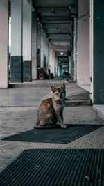 Cat sitting outdoors