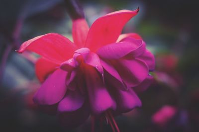 Close-up of pink flowers