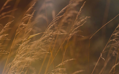 Close-up of wheat growing on field