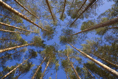 Low angle view of trees in forest