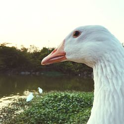 Close-up of a bird