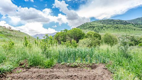 landscape