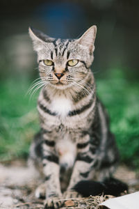 Close-up portrait of a cat