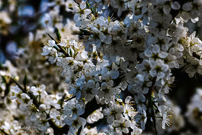 Close-up of white cherry blossoms in spring