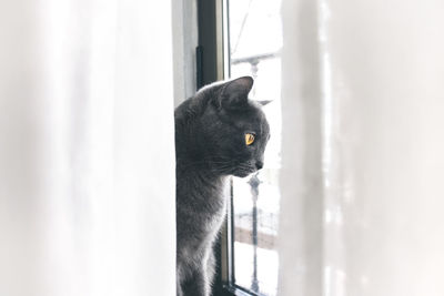 Close-up of cat on window