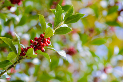 Close-up of red berries growing on tree