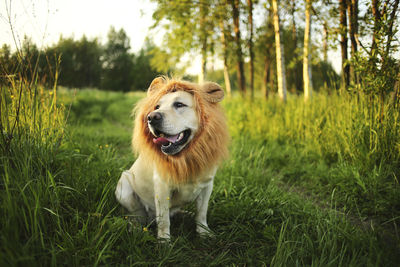 Dog looking away on field