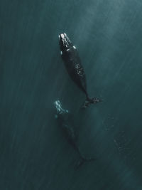 High angle view of turtle swimming in sea