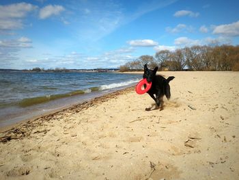 Dog running with flying disc at beach against sky