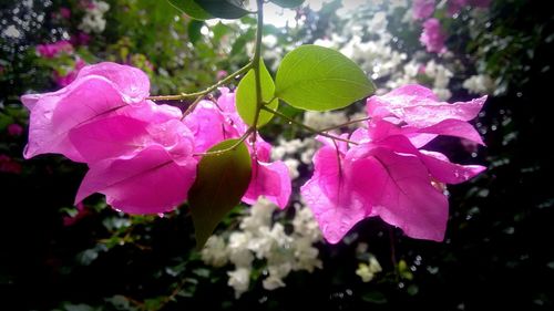 Close-up of pink plant during rainy season