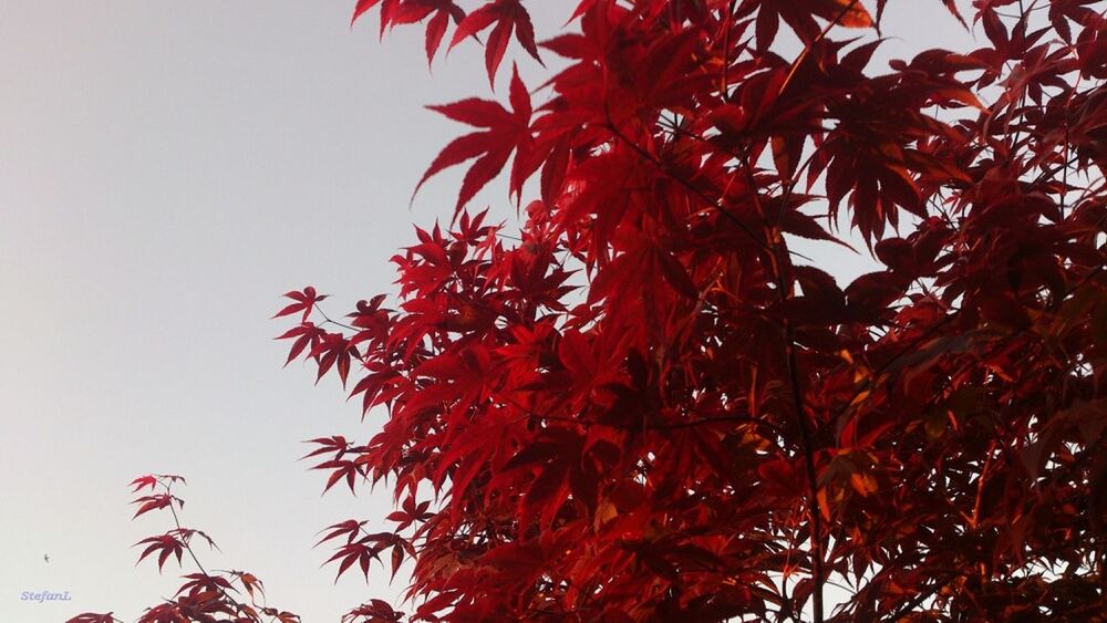 tree, low angle view, branch, autumn, leaf, growth, red, change, clear sky, nature, season, beauty in nature, tranquility, sky, orange color, day, outdoors, no people, scenics, leaves