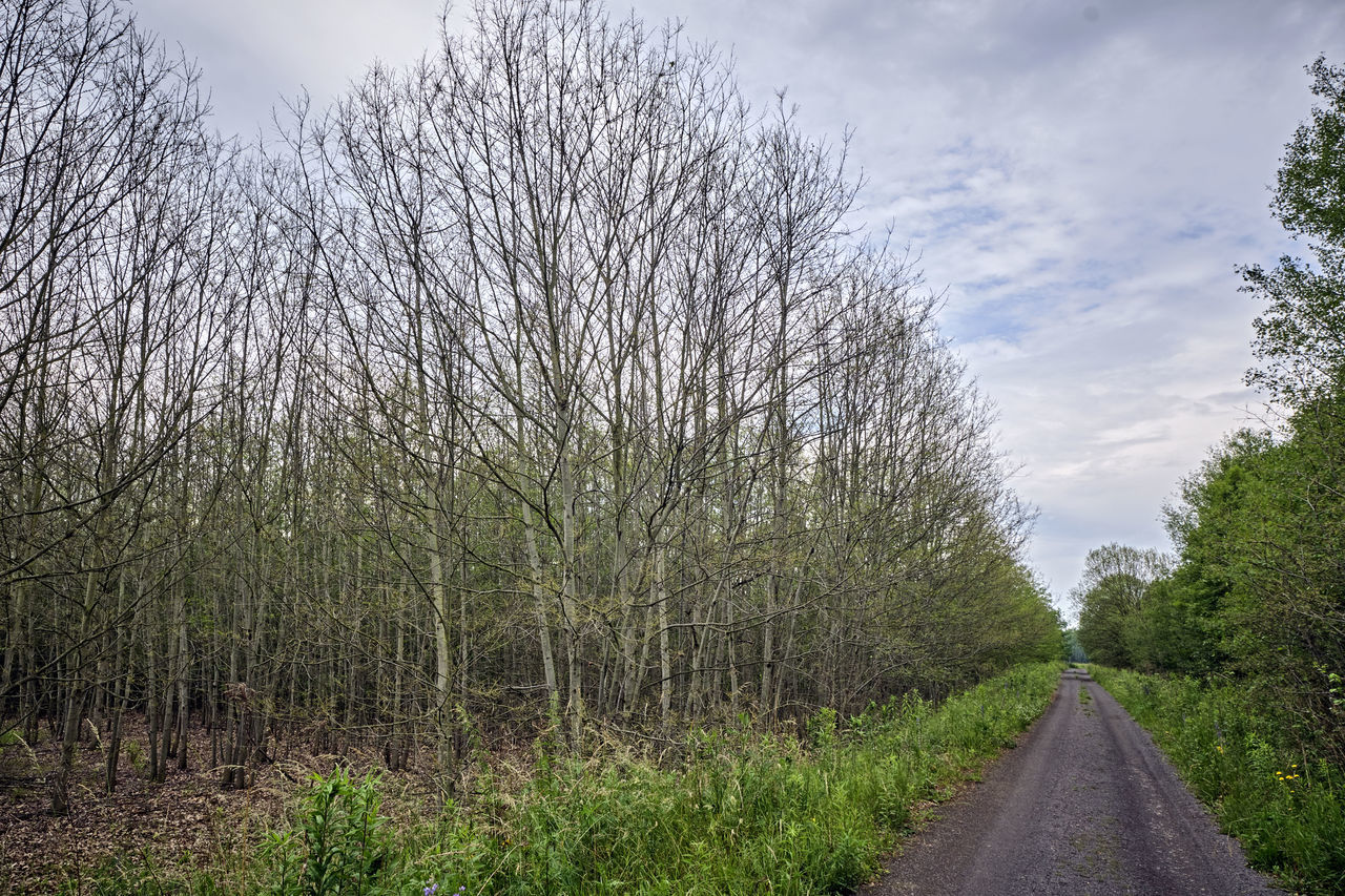 ROAD BY TREES AGAINST SKY