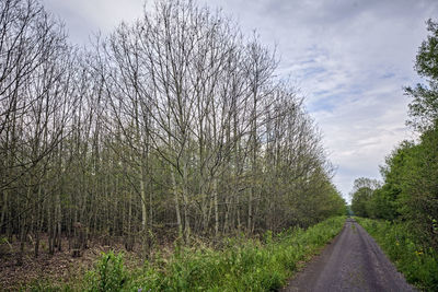 Road amidst trees against sky