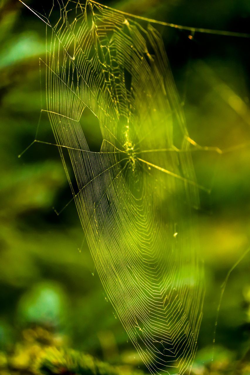 CLOSE-UP OF SPIDER WEB