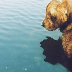 Dog in water