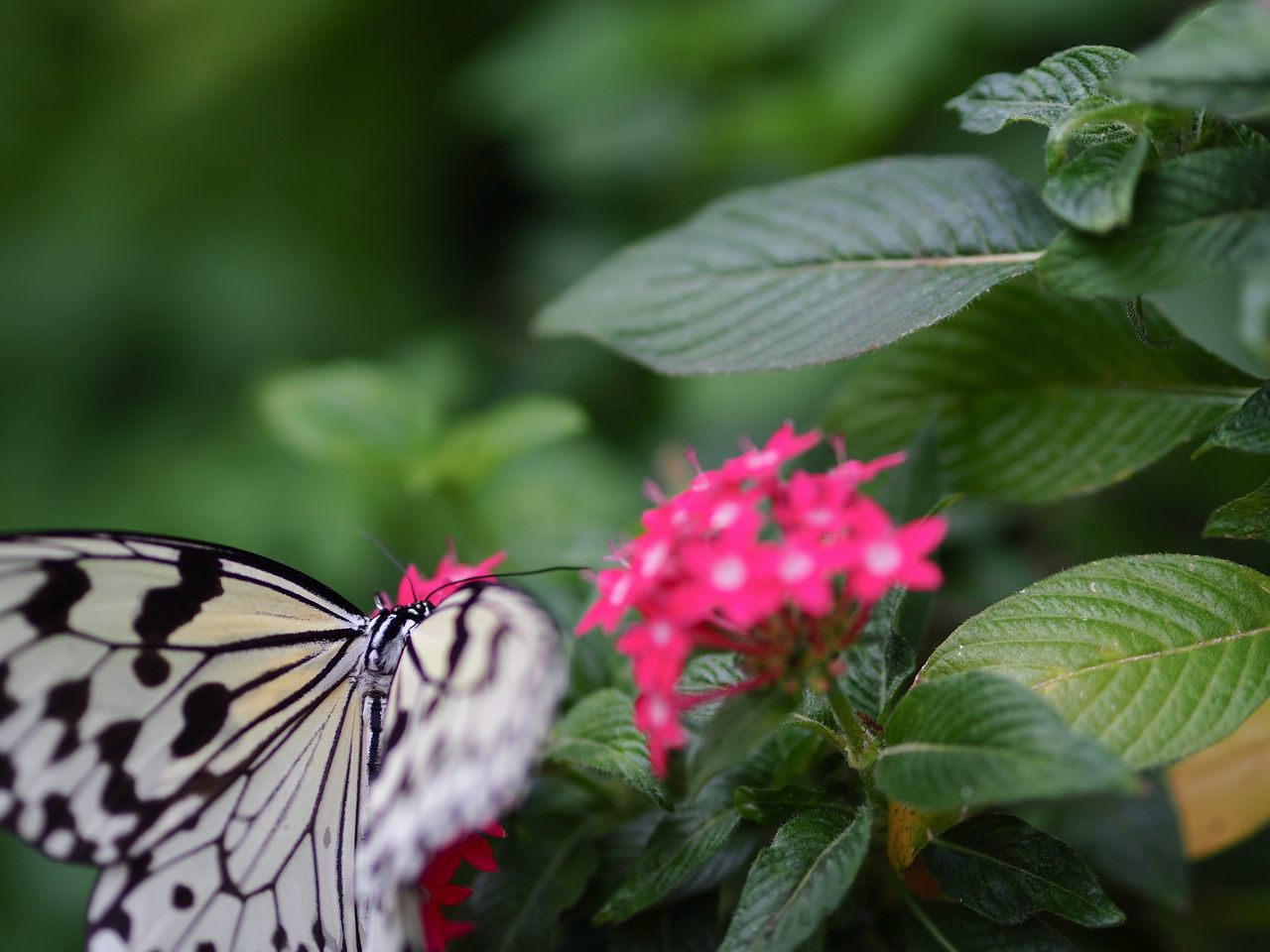 leaf, growth, green color, butterfly - insect, nature, plant, beauty in nature, fragility, no people, freshness, pink color, day, flower, outdoors, close-up, animals in the wild, animal themes, blooming, lantana camara, flower head