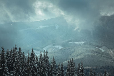 Snowy fir forest on mountain landscape photo