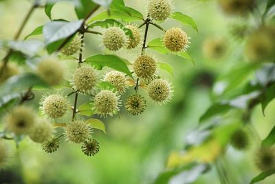 Close-up of flowering plant against blurred background