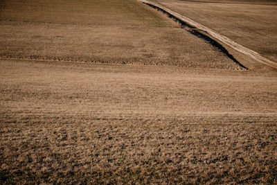 Scenic view of agricultural field