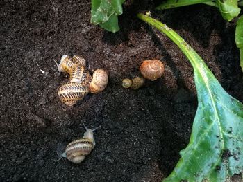 High angle view of snail