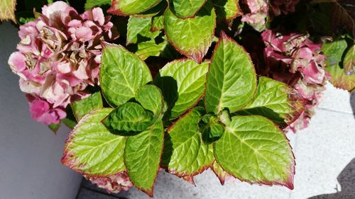 High angle view of pink plant