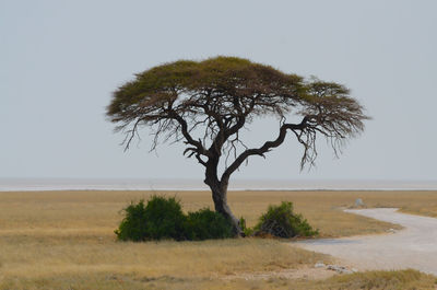 Tree on field by sea against sky