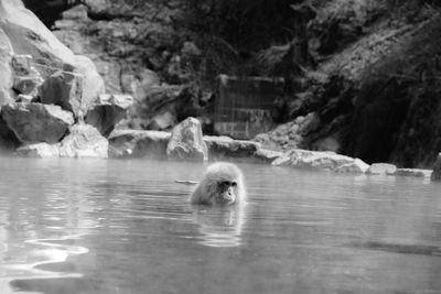 Swan swimming in lake