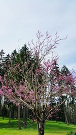 Trees growing on field