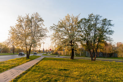Trees in park against sky