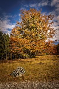 Trees in forest during autumn