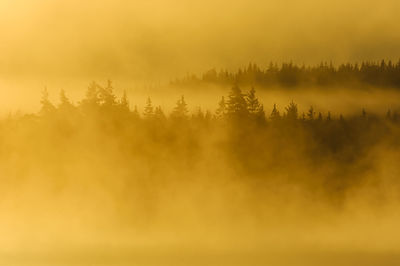 Misty forest landscape at sunrise, sweden.