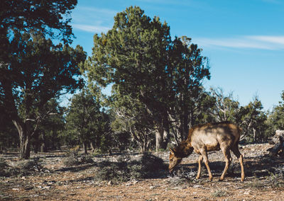 Side view of elk standing on field at forest in grand canyon national park