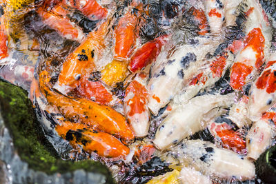 High angle view of koi carps swimming in water