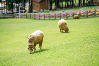 Sheep grazing in a field