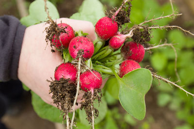 Close-up of hand holding strawberries