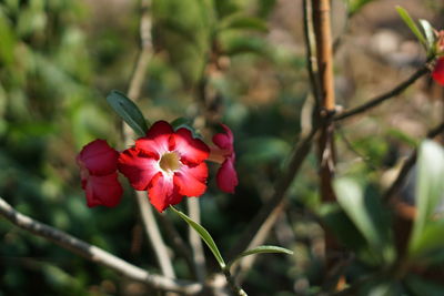 Close-up of red flowering plant