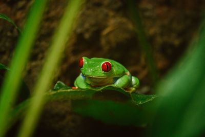 Close-up of frog