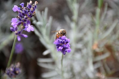 Close-up of bee pollinating on purple flower