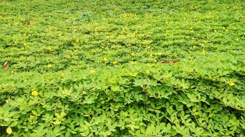 View of green leaves on landscape