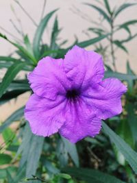 Close-up of pink flower