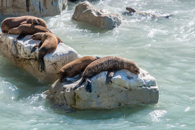 High angle view of seals at shore