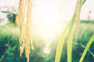 Close-up of crop growing against bright sun