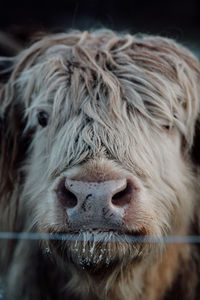 Close-up of cow