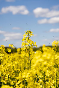 Yellow flowering plants on field against sky