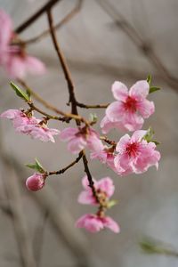 Close-up of cherry blossoms in spring