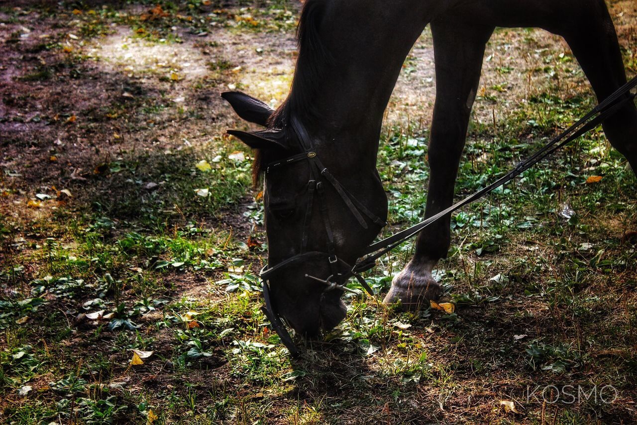 HORSE GRAZING IN A FIELD